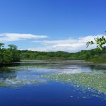 Limit 11 + Sweep, Intermediate: Beech Forest Ponds, Dunes and Bogs, Mashpee